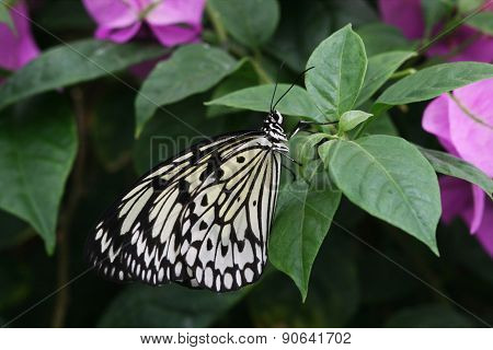 Tree Nymph Butterfly