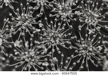 Yarrow Flowers Abstract