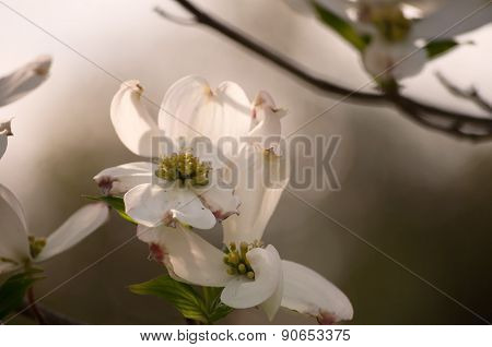 Dogwood flower