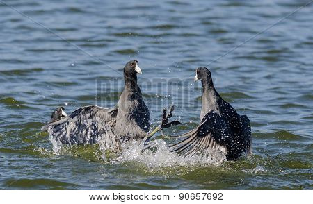 Two American Coots Fighting