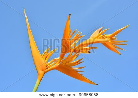 Yellow Heliconia Flower