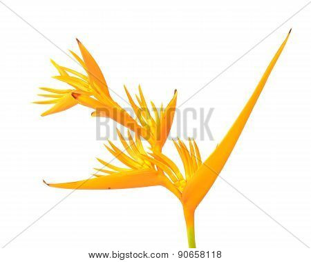 Yellow Heliconia Flower