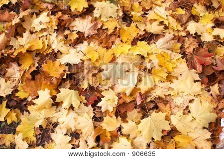 Maple Leafs