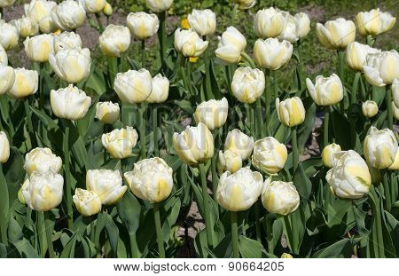 White tulips closeup