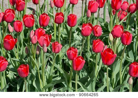 Red tulips