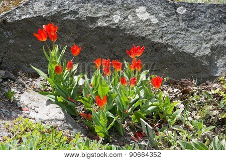 Red tulips in rock crevice