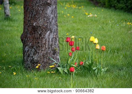 Red and yellow tulips in green grass