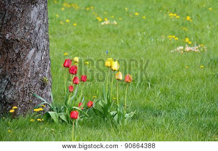 Red and yellow tulips in green grass