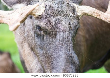 Detail Of The Head A Male Moose, Alces Alces