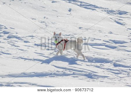 White Dog Playing Tenis Ball In Snow