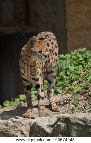 Serval / Leptailurus Serval