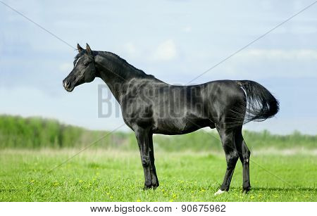 Black Arabian Horse Standful Portrait On Green Field Background