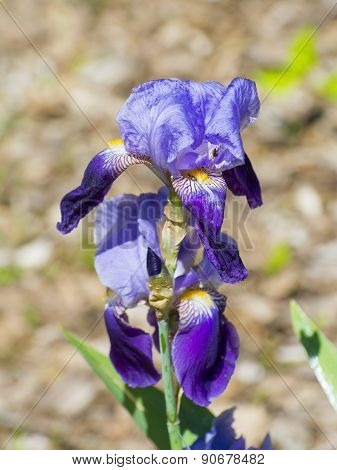 German Iris (iris Germanica)