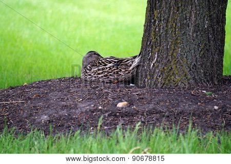 Resting Duck