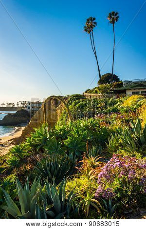 Garden At Heisler Park, In Laguna Beach, California.