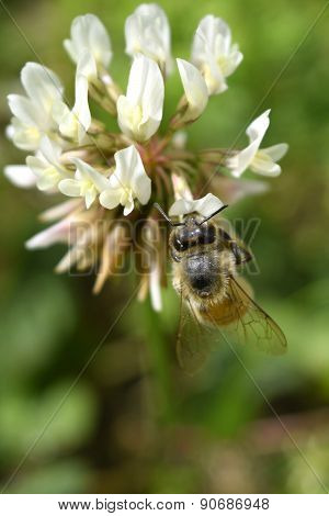 Honey bee pollinating