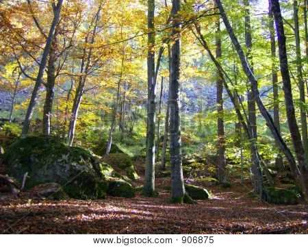 Foresta Colorfull autunno Italia 1