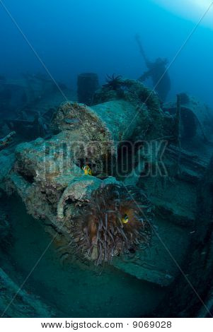 Unterwasserwelt auf Schiffbruch