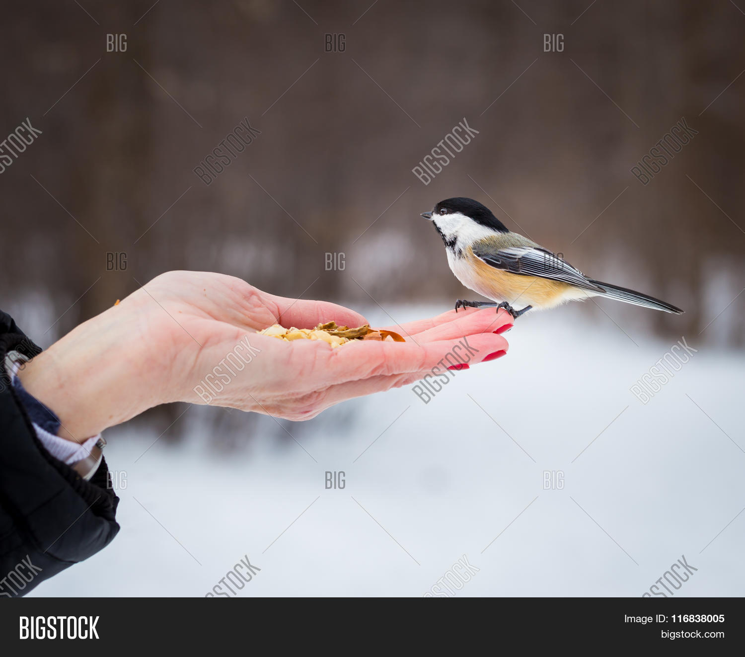 Image Preview