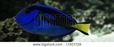 Regal Tang - Paracanthurus Hepatus