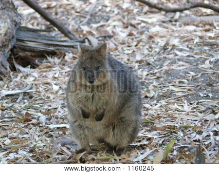 Quokka