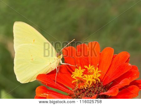 Male Phoebis sennae, Cloudless Sulphur butterfly feeding on a Zinnia flower