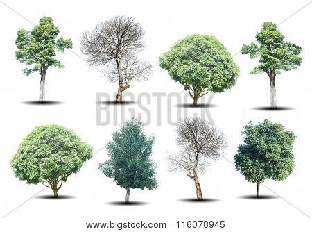 set of eight green trees and dead trees isolated on white background