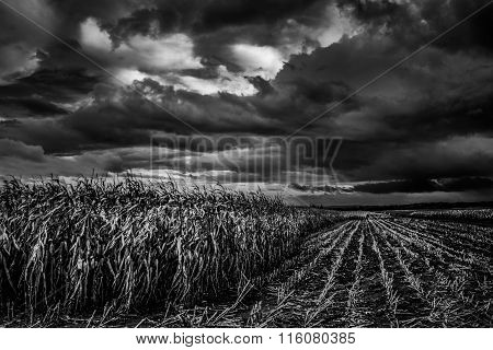 A Storm Blows In
