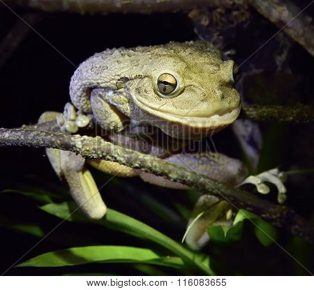 World's Biggest Cuban Tree Frog At Night .the Cuban Tree Frog (