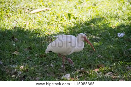 white ibis bird under the shade of tree,Florida