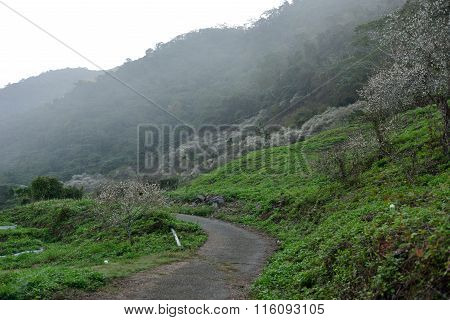 Winter in the mountains and plains of plum