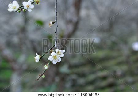 Clubs blossom in the cold winter.