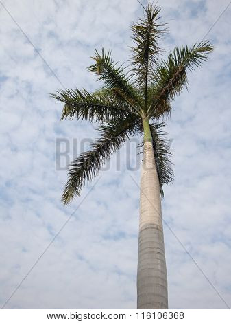 palm