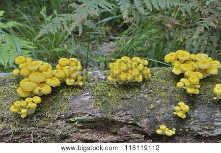 Mushrooms On Tree
