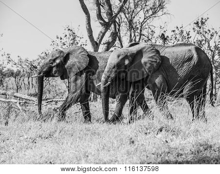 Two african elephants