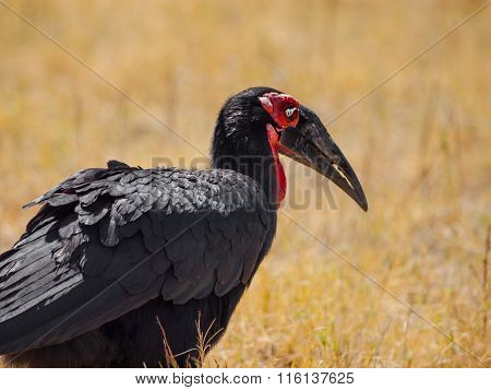 Southern ground hornbill