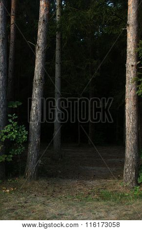 Lawn In The Durk Forest With A Frame Of Coniferous Trees