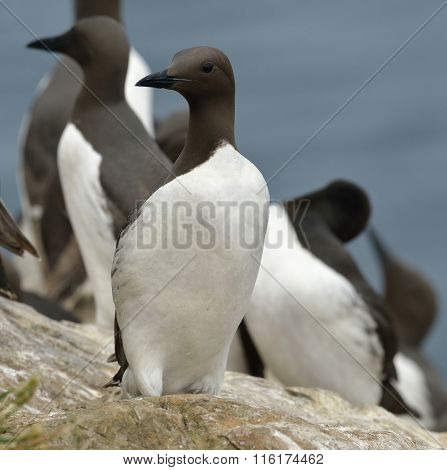 Guillemots Or Common Murre