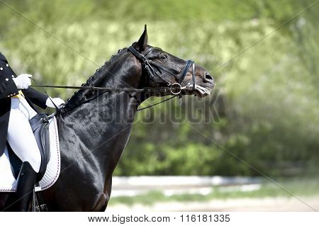 Portrait Of Dressage Horse