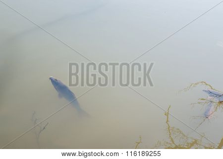 Fish Swimming In Freshwater