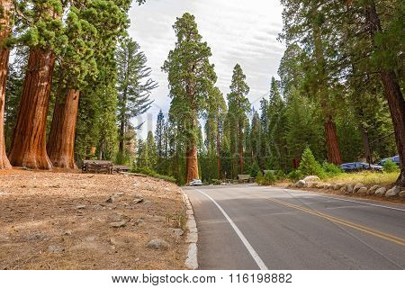 Gigantic Sequoia Trees In Sequoia National Park, California Usa