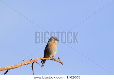 ทรราช Flycatcher 