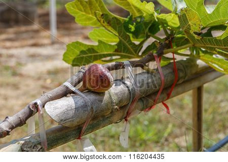 Fig Agriculture Plant