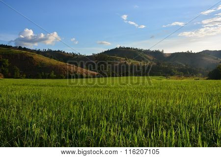 Rice Field Landscape