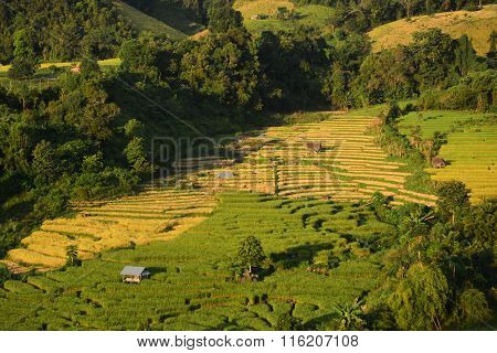 Rice Field Landscape