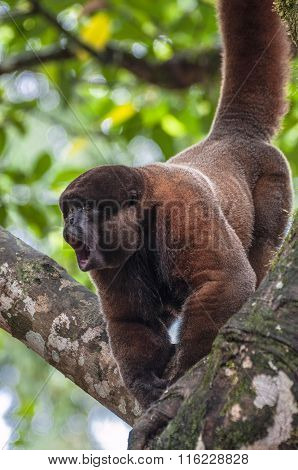 Woolly (chorongo) Monkey In The Amazonia Of Ecuador