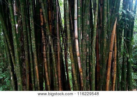 bamboo