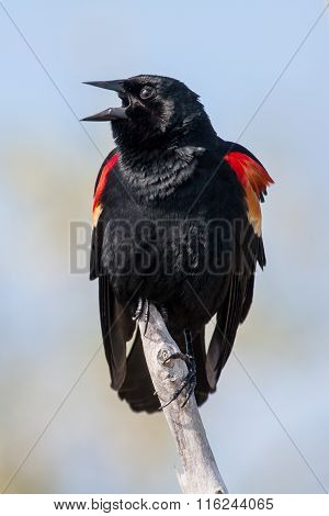 Red Winged Blackbird Singing