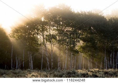 Sun Rays Shining Through Foggy Aspen Forest