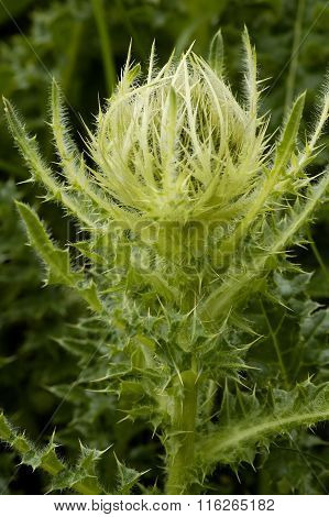Spiniest Thistle